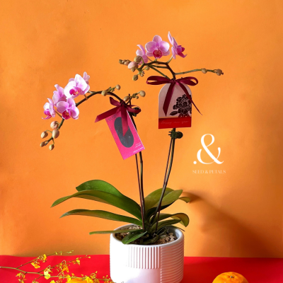 Opulence Phalaenopsis in Pot