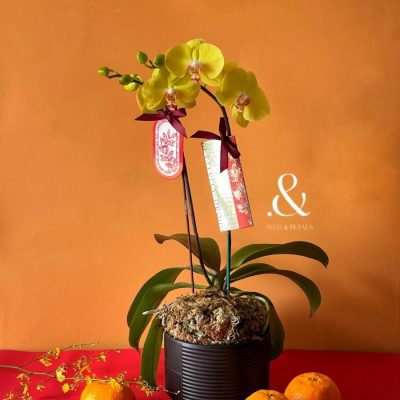 Prosperity Phalaenopsis in Pot