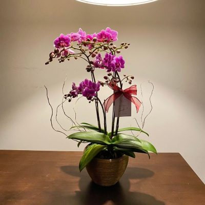 Double Prosperity Phalaenopsis Pot