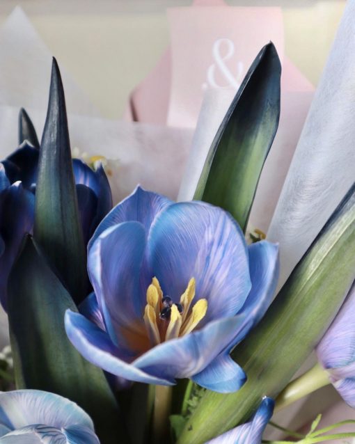 Purple Maggie Tulips